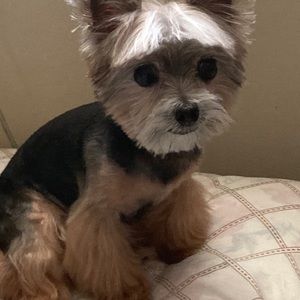 Meet your Posher, Shelley